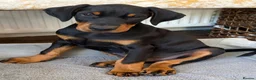 Dobermann dogs for sale: Outstanding KC Reg Aritaur Dobermann Pups  - Advert 4