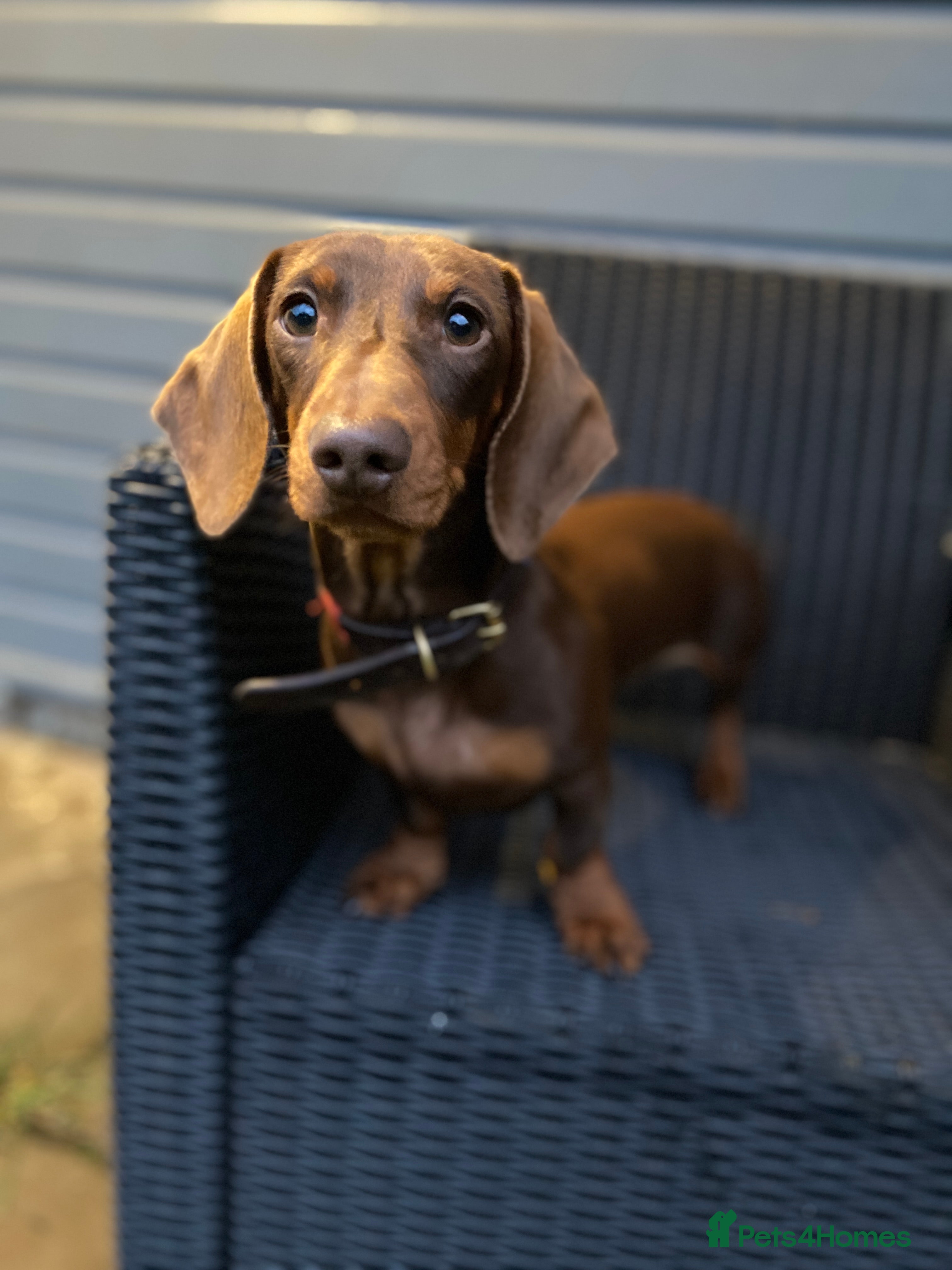 Miniature Dachshund dogs Kc, pra clear Miniature smooth dachshund. in King's Lynn - Advert 3