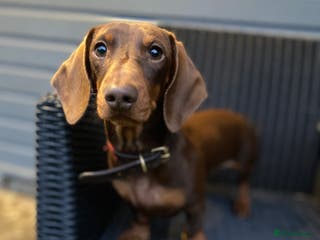 Miniature Dachshund dogs Kc, pra clear Miniature smooth dachshund. in King's Lynn - Advert 16