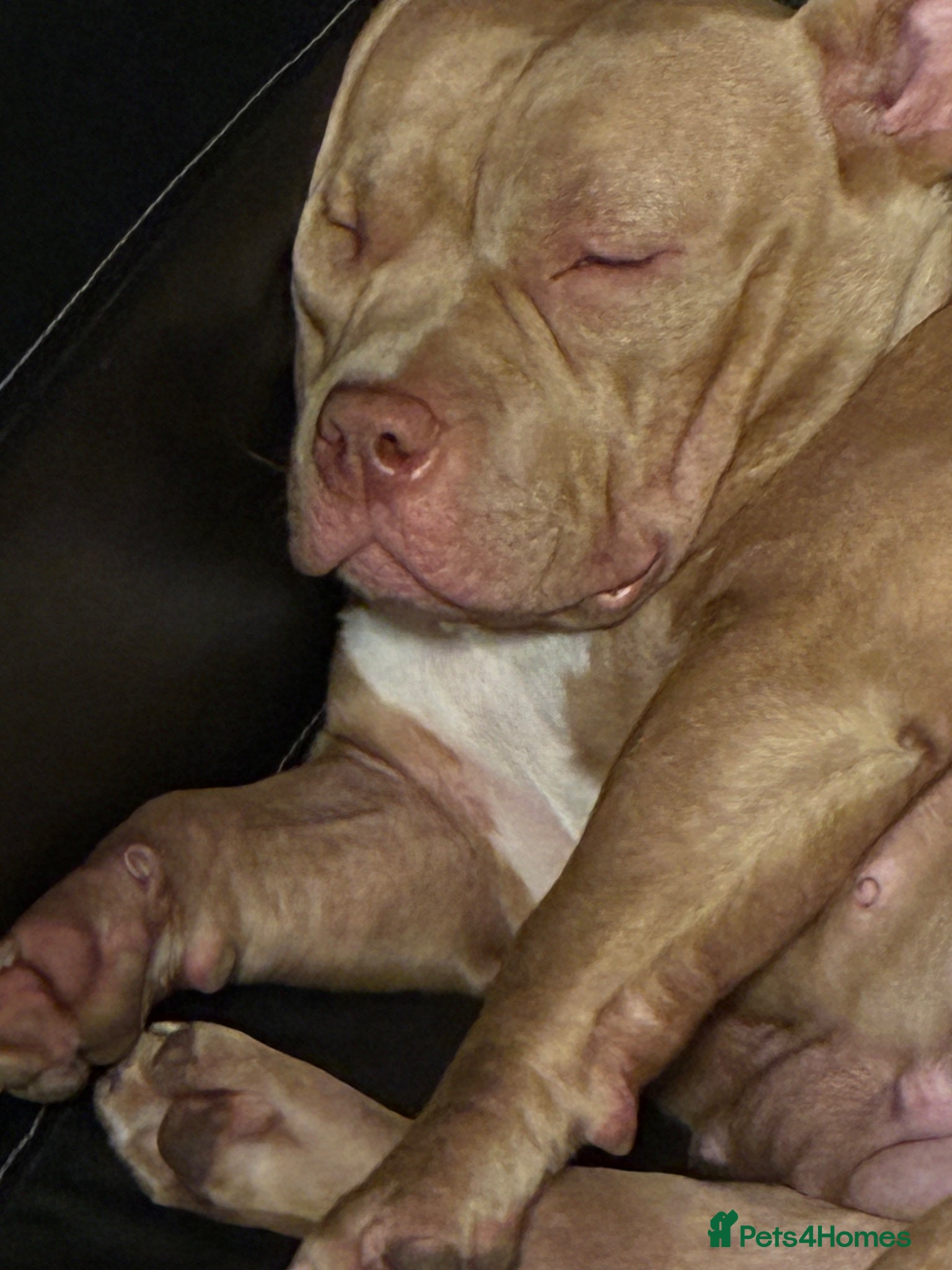 American Bully dogs Pocket bully - Advert 8