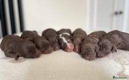 Bordoodle dogs for sale: OUTSTANDING *TRI COLOUR* MINIATURE BORDOODLES - Image 1