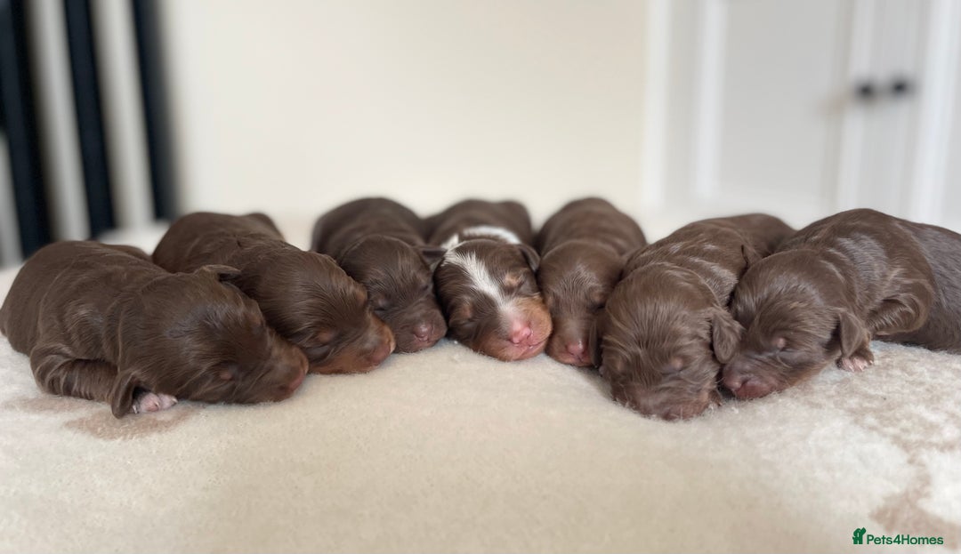 Bordoodle dogs for sale: OUTSTANDING *TRI COLOUR* MINIATURE BORDOODLES - Image 1