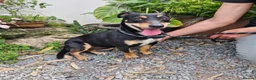 Mixed Breed dogs for adoption: 💕 Meet Brandy —a little dog with a huge heart 💕 - Advert 4