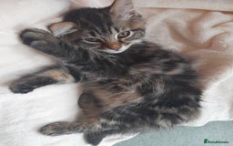 Mixed Breed cats for sale: Affectionate boy kitten looking for forever home - Image 2