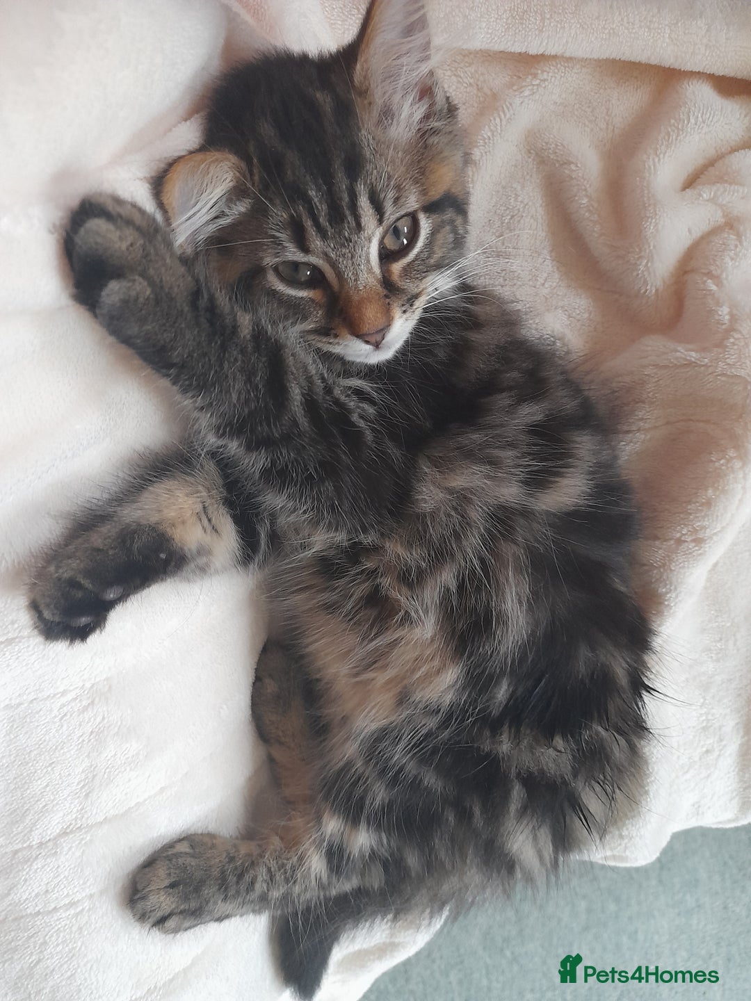 Mixed Breed cats for sale: Affectionate boy kitten looking for forever home - Image 2