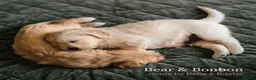 Golden Retriever dogs for sale: Adorable Golden Retriever Puppies for Sale! - Advert 3