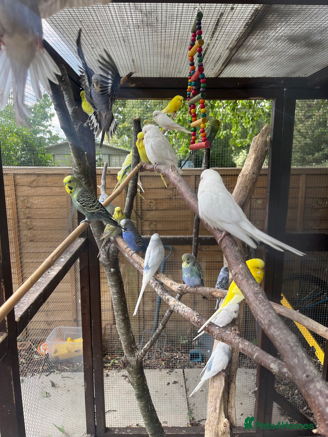 Budgerigars birds for sale: Avairy clearance  - Image 1