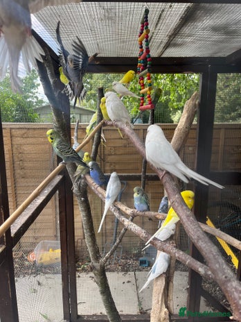 Budgerigars birds - Advert 15