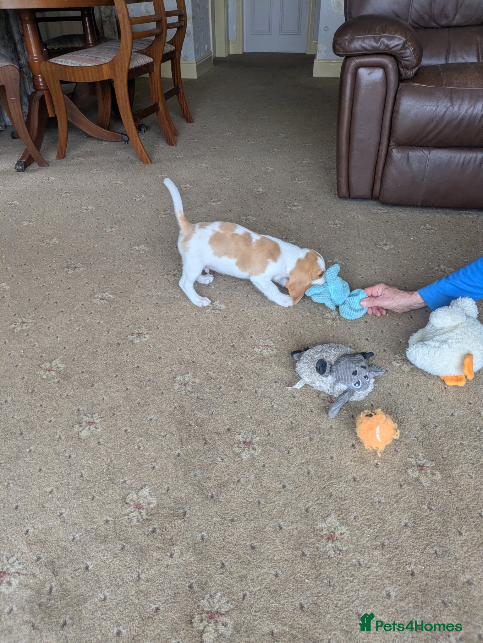 Beagle dogs Beagle puppies  - Advert 2