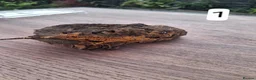 Gecko reptiles for sale: Crested geckos - Advert 1