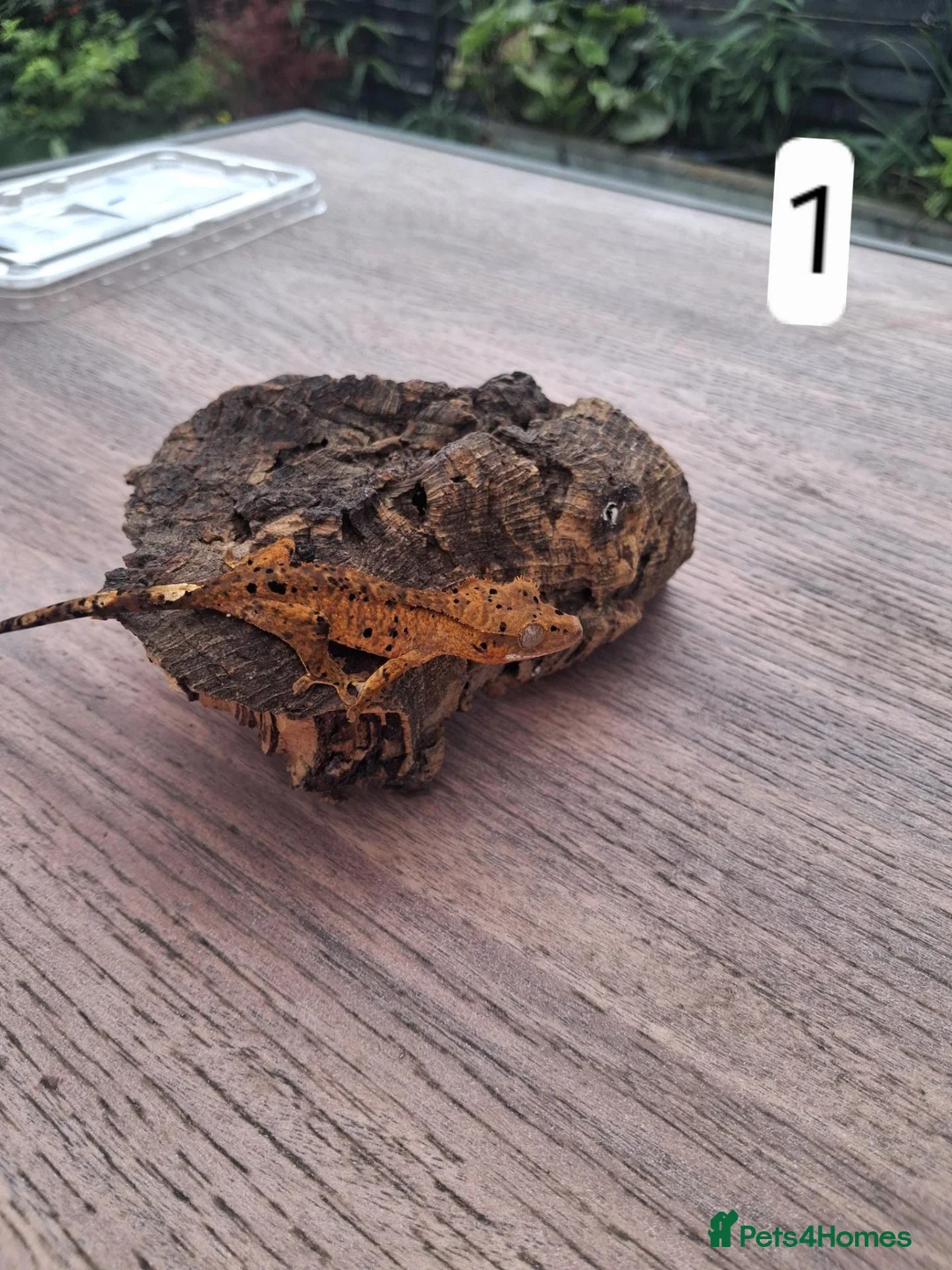 Gecko reptiles for sale: Crested geckos - Advert 1