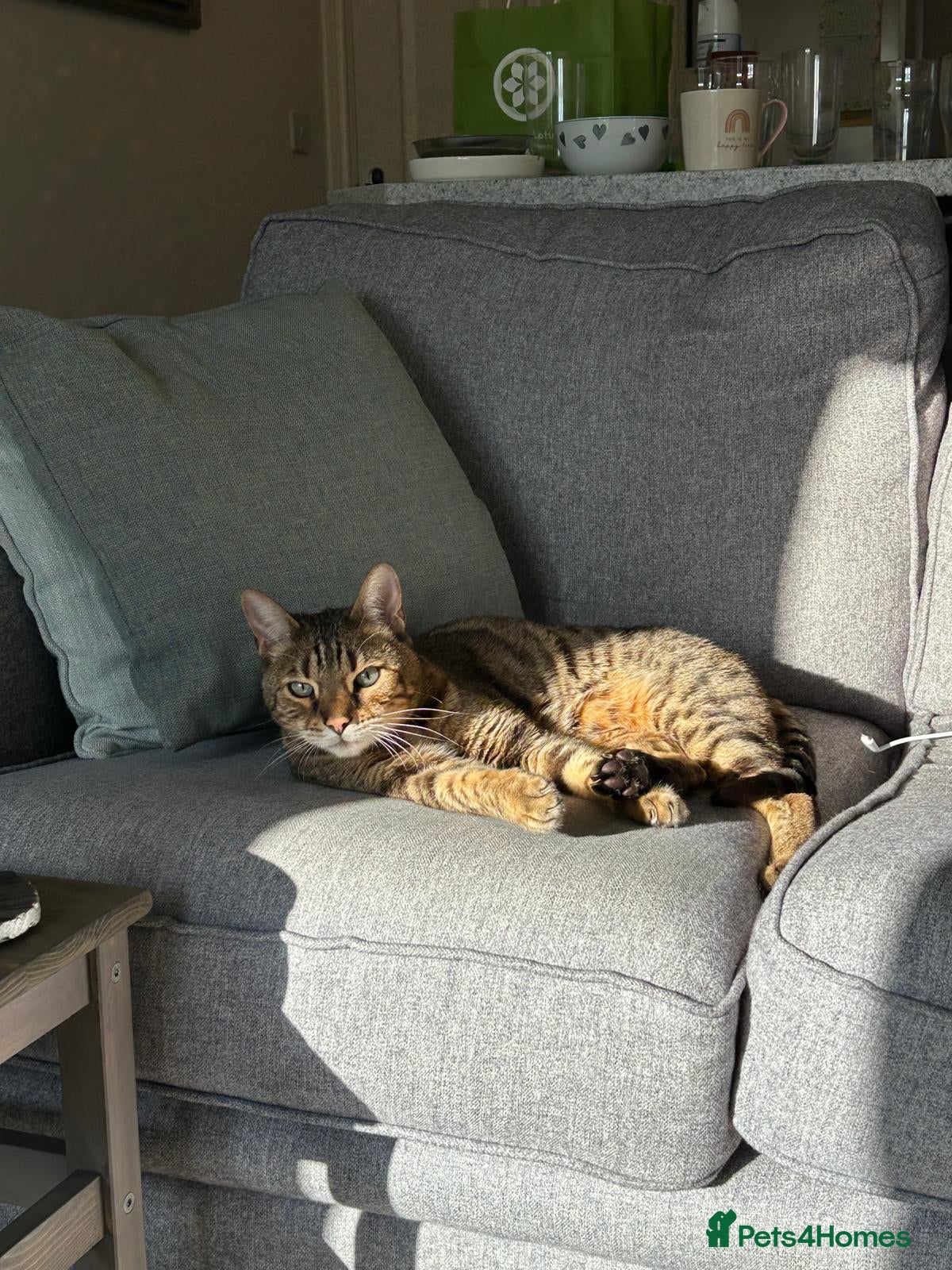 Bengal cats Part Bengal Leo looking for a home - Advert 1