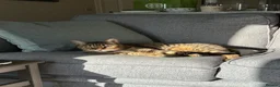 Bengal cats for adoption: Part Bengal Leo looking for a home - Advert 1