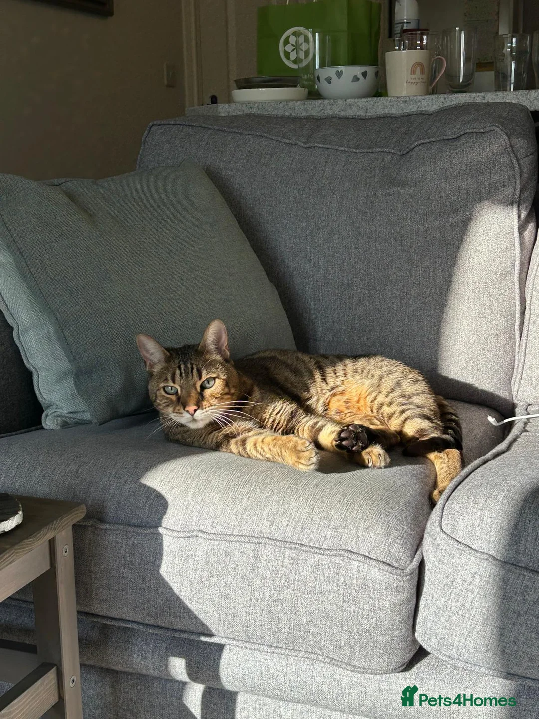 Bengal cats for adoption: Part Bengal Leo looking for a home - Advert 1