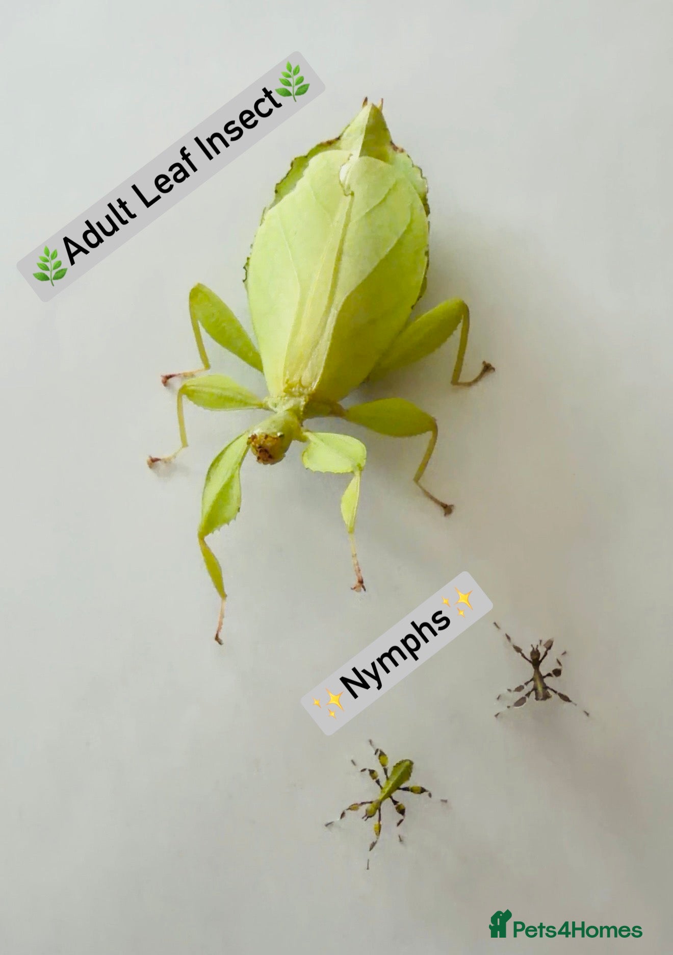 Stick Insects invertebrates Leaf Insect Nymphs (Phyllium philippinicum) - Advert 2