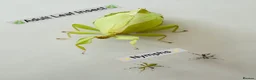 Stick Insects invertebrates for sale: SOLDOUT_Leaf Insect Nymphs(Phyllium philippinicum) - Advert 2