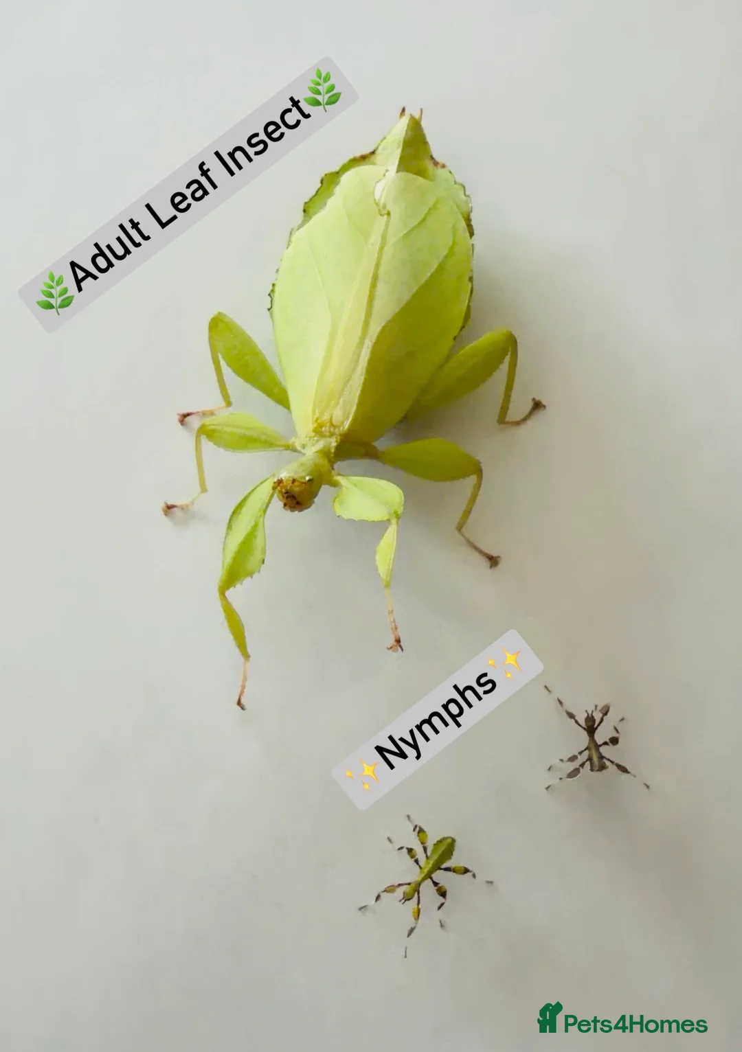 Stick Insects invertebrates for sale: SOLDOUT_Leaf Insect Nymphs(Phyllium philippinicum) - Advert 2