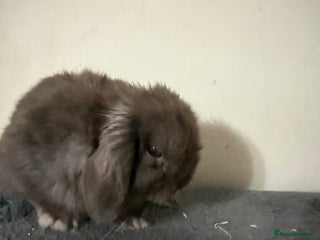 Mini Lop rabbits Beautiful Mini Lops - Advert 16