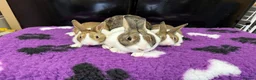 Dutch rabbits for sale: Baby Dutch Rabbits For Sale - Advert 2