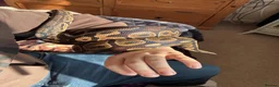 Python Snake reptiles for sale: Royal Python and all her equipment  in Worthing - Advert 5