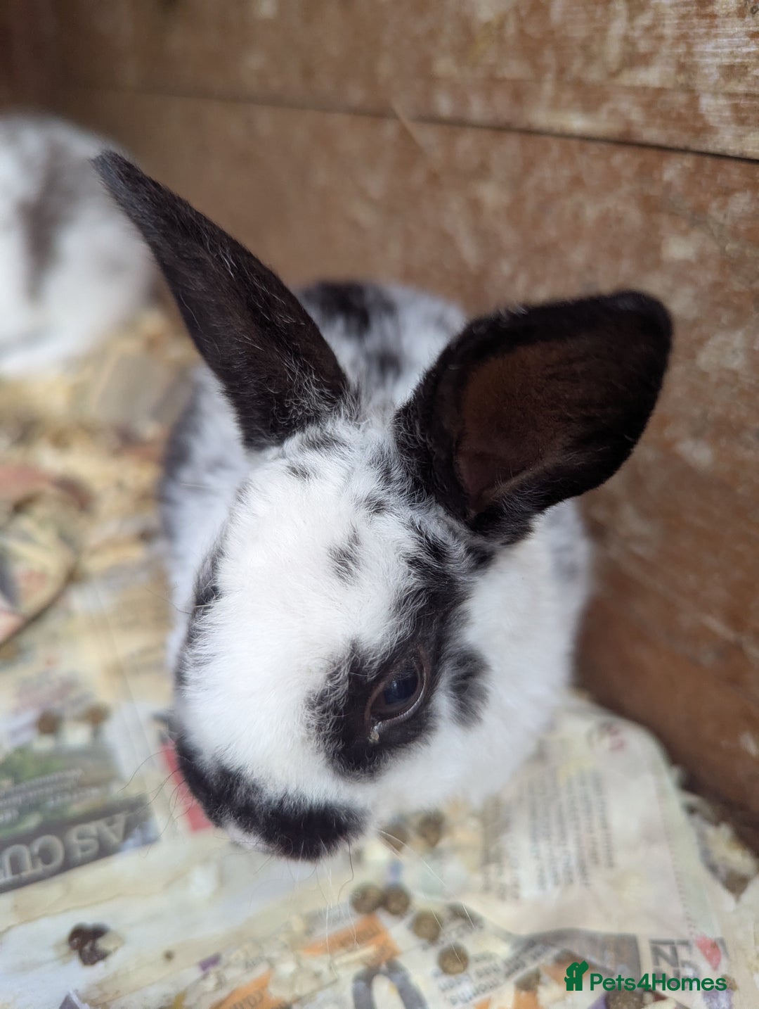 Rex rabbits for sale: Stunning baby rabbits - Image 2