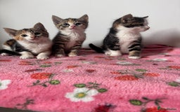 Mixed Breed cats for sale: Beautiful kittens  - Image 10