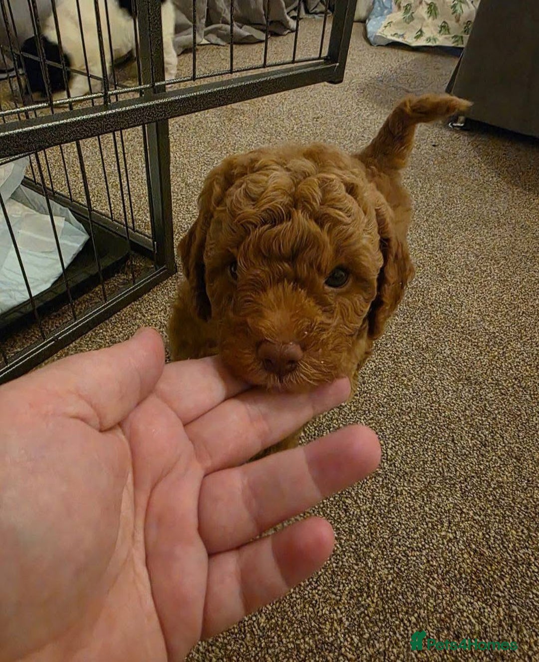 Cockapoo dogs for sale: Beautiful cockerpoo F1B - Advert 8