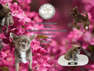 Chihuahua dogs KC reg-Health tested-PROVEN - Advert 5