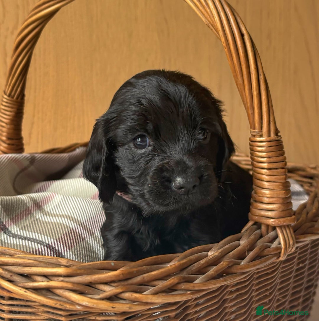 Cocker Spaniel dogs for sale: Beautiful KC REG Working Cocker Spaniel Puppies - Image 10