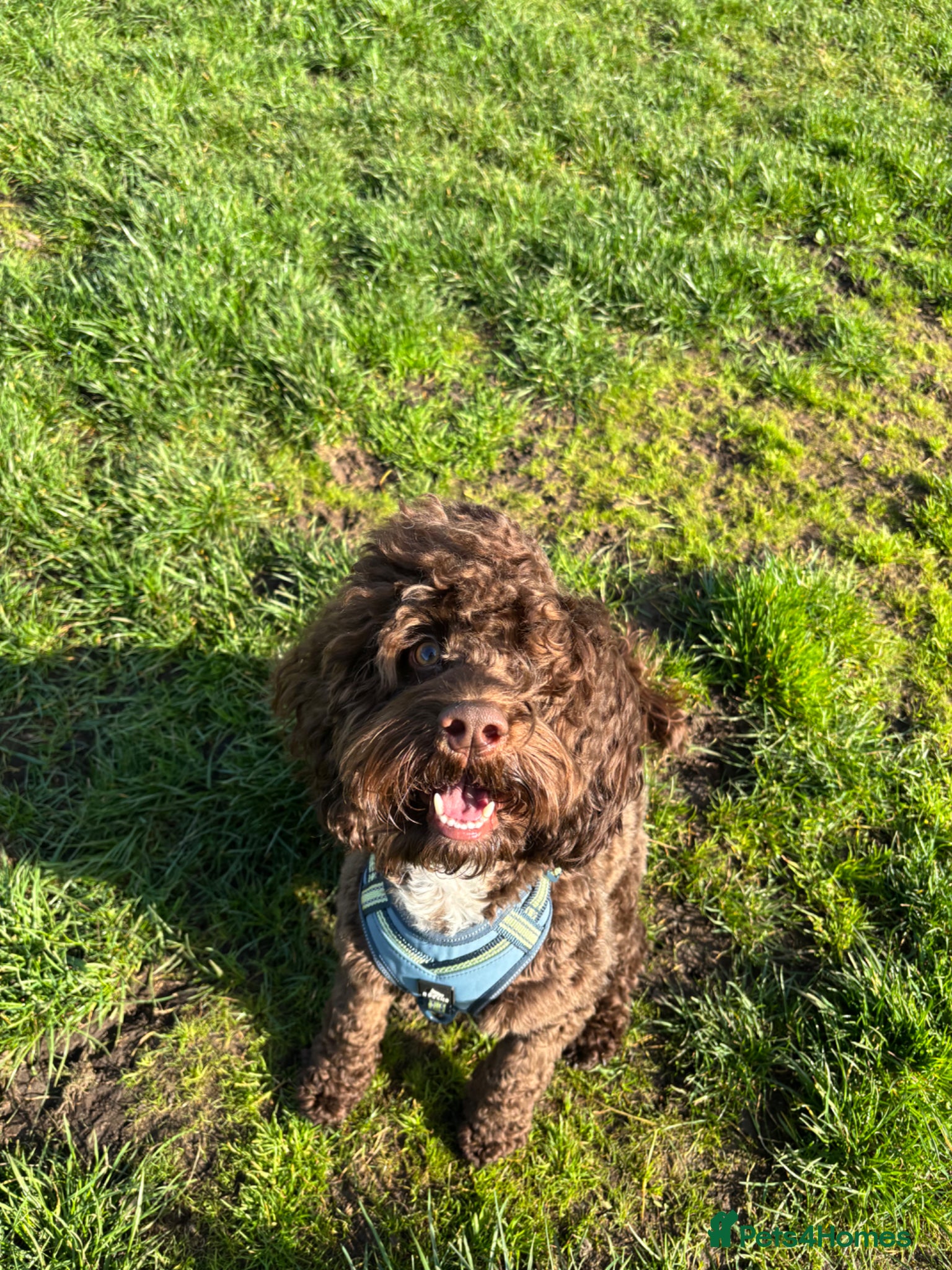 Cockapoo dogs Stud not for sale - Advert 1