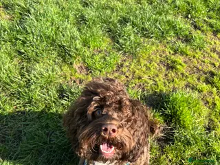 Cockapoo dogs Stud not for sale - Advert 1