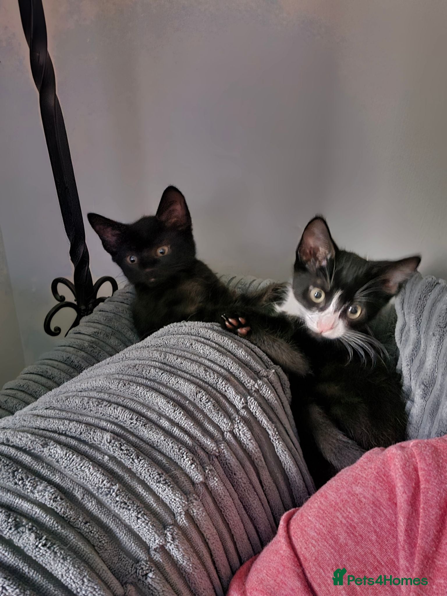 Mixed Breed cats Gorgeous Black and white male kitten - Advert 1