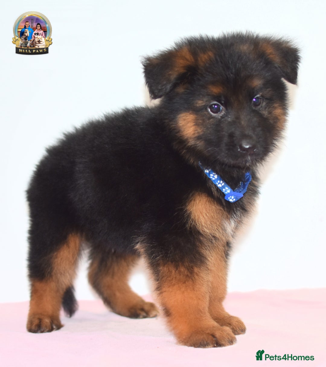 German Shepherd dogs for sale: German shepherd puppies  - Image 3