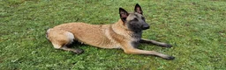 Belgian Shepherd Dog dogs for sale: Belgian Malinois Puppies - Advert 14