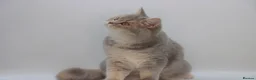 British Shorthair cats for sale: Retired Blue golden female British shorthair  - Advert 9