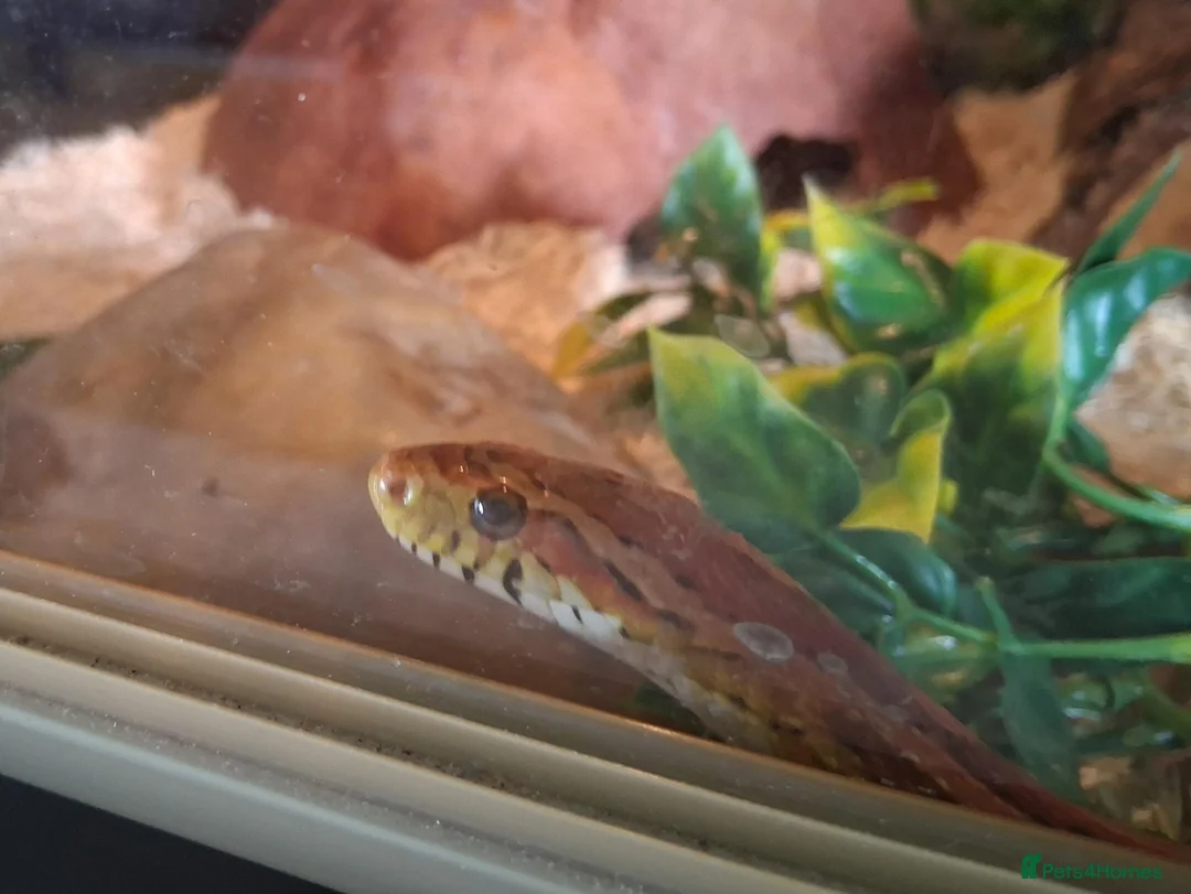 Corn Snake reptiles for sale: Gorgeous corn snake with viv and full set up in Clynderwen - Advert 1