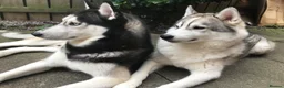 Utonagan dogs for sale: Two very loving dogs  - Advert 4