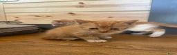 Mixed Breed cats for sale: Healthy Domestic Housecats, Father Unknown - Advert 7