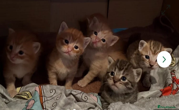 Egyptian Mau cats - Advert 3