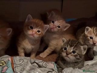 Egyptian Mau cats Adorable Egyptian Mau/Tabby/Bengal kittens - Advert 2