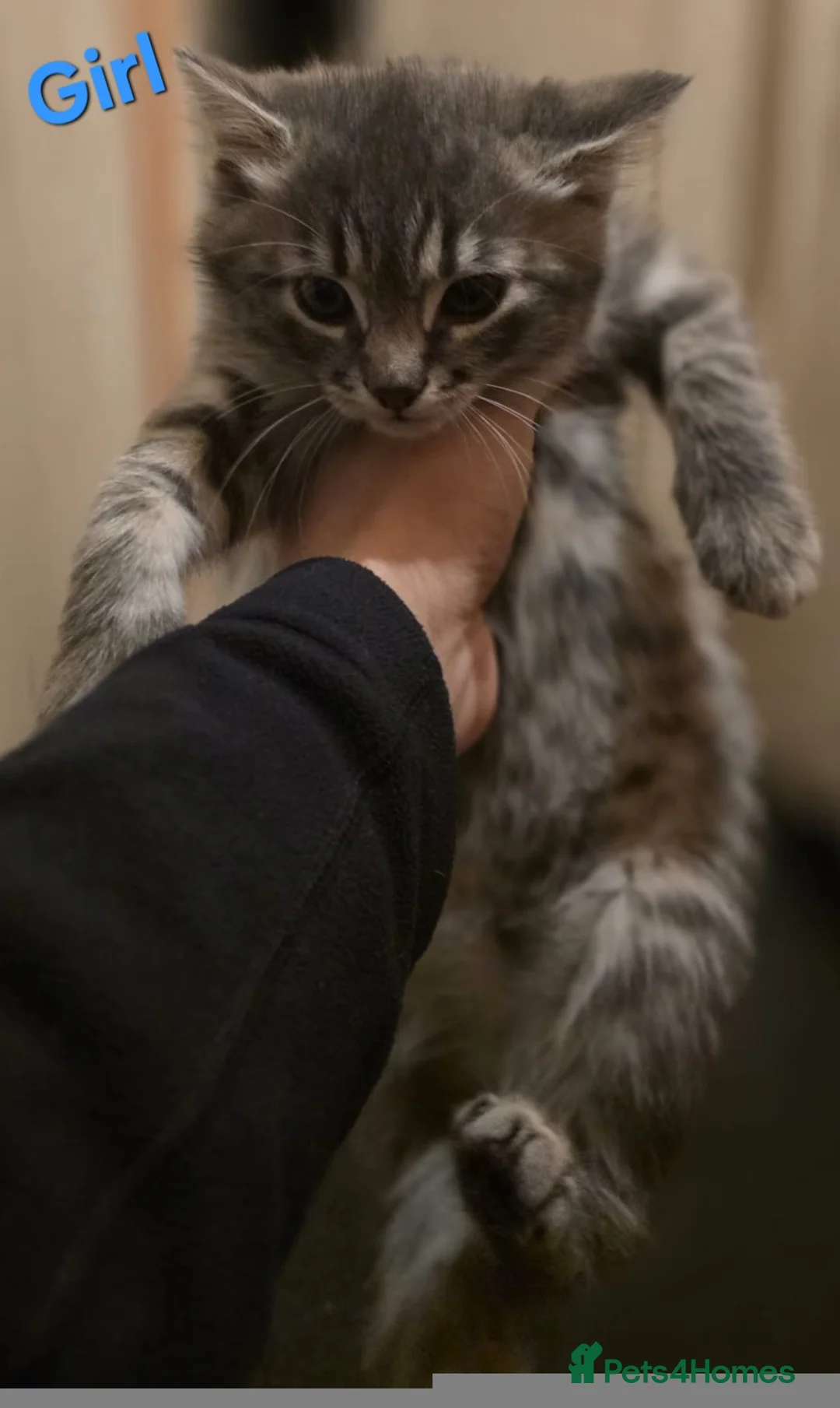 Mixed Breed cats for sale: GREY MIXED TABBY X3 - Advert 4