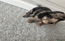 Cockapoo dogs for sale: Beautiful Cockerpoo Puppies. (Sand, Merle, Black) - Image 8