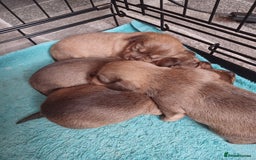 Mixed Breed dogs for sale: Schweenie - Shih Tzu  x Dachshund  - Image 6
