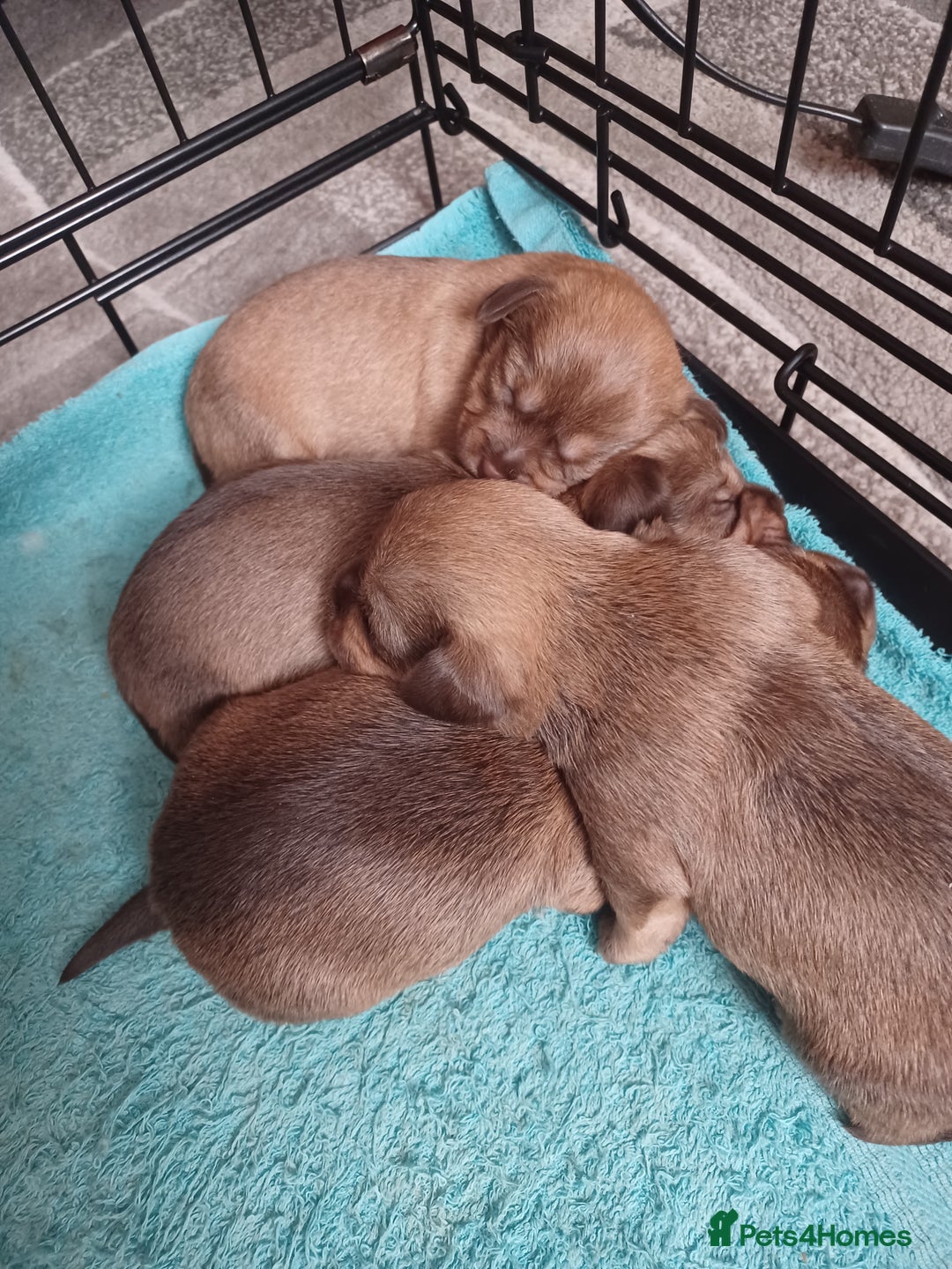 Mixed Breed dogs for sale: Schweenie - Shih Tzu  x Dachshund  - Image 6