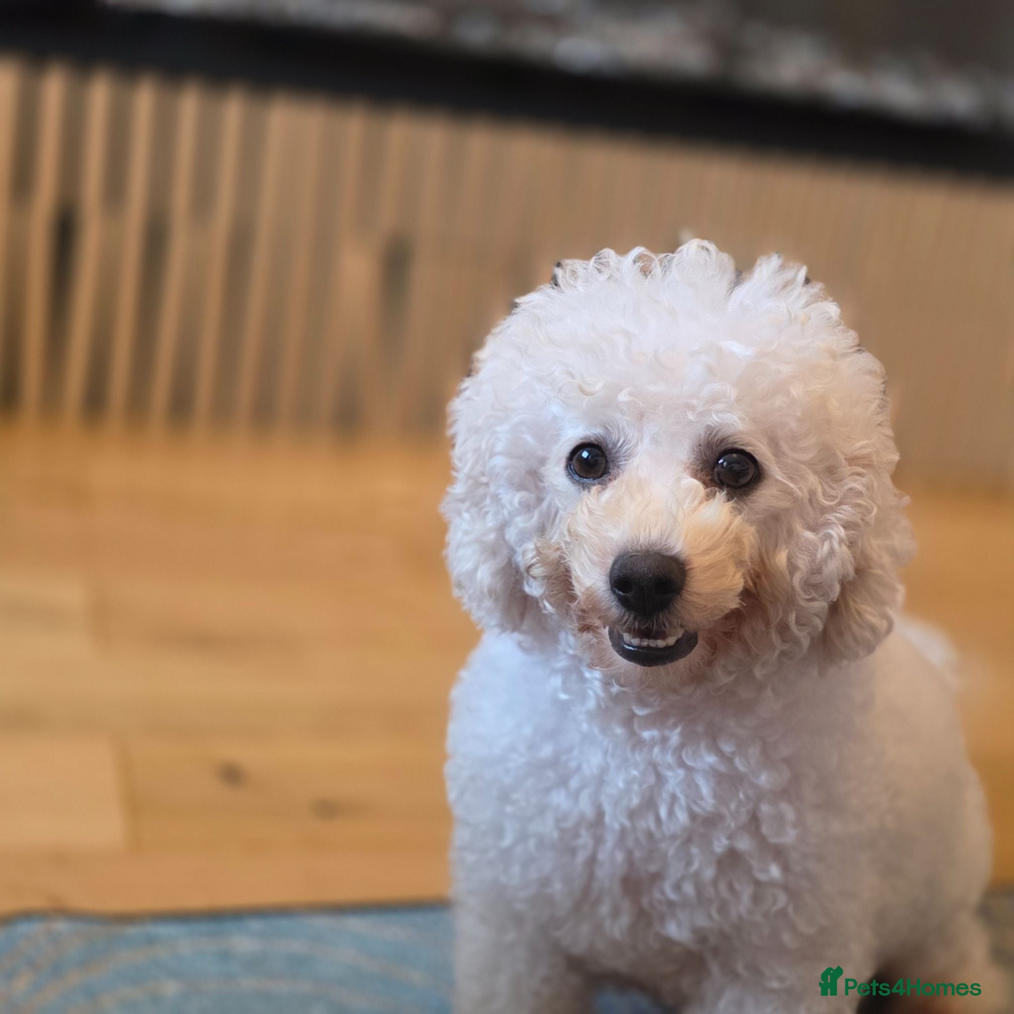 Bichon Frise dogs Bichon Frise  - Advert 1