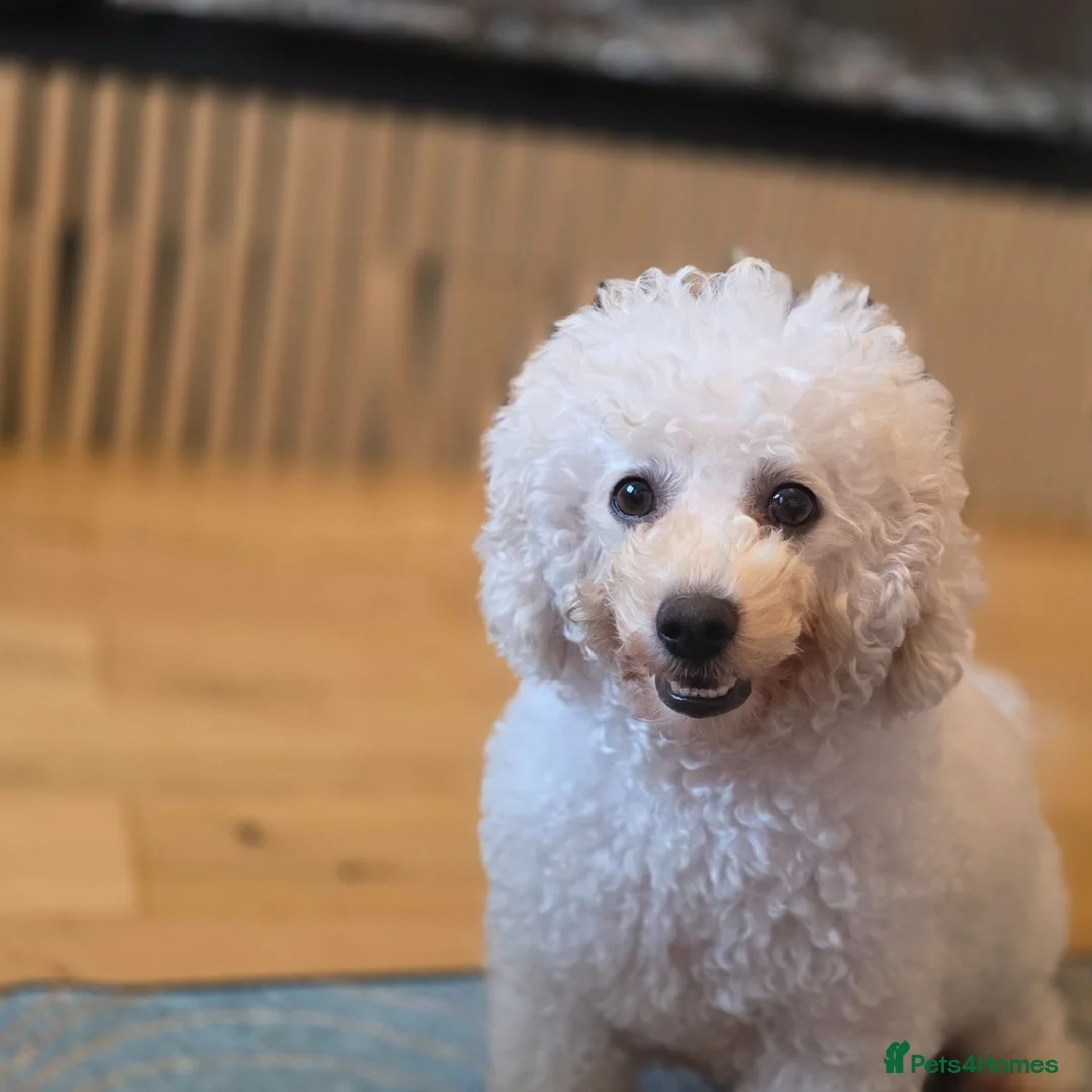 Bichon Frise dogs for sale: Bichon Frise  in Darlington - Advert 1