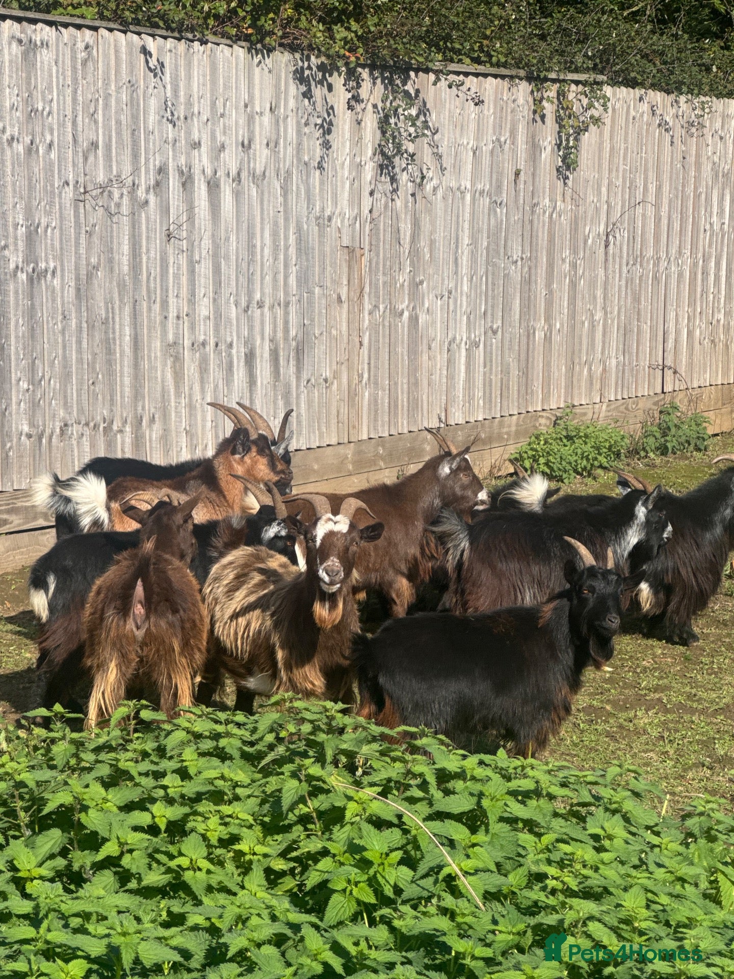 Goats livestock Pigmy goats nanny’s females - Advert 5