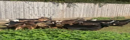 Goats livestock for sale: Pigmy goats nanny’s females - Advert 1