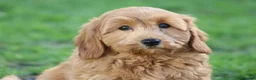 Cavapoochon dogs for sale: Beautiful Cavapoochon puppies for sale - Advert 37
