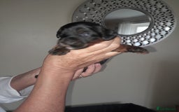 Cockapoo dogs for sale: F1 cockerpoo puppies - Image 4
